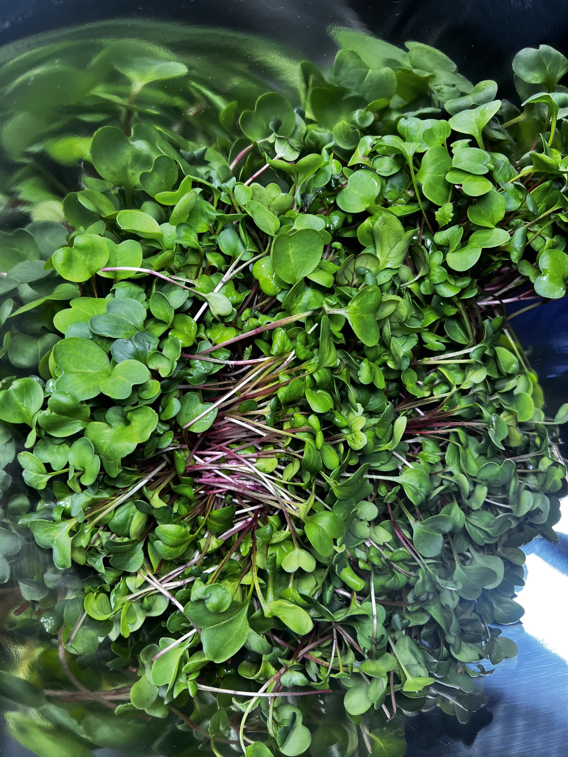 Mikes Microgreens Photo of Microgreens 2