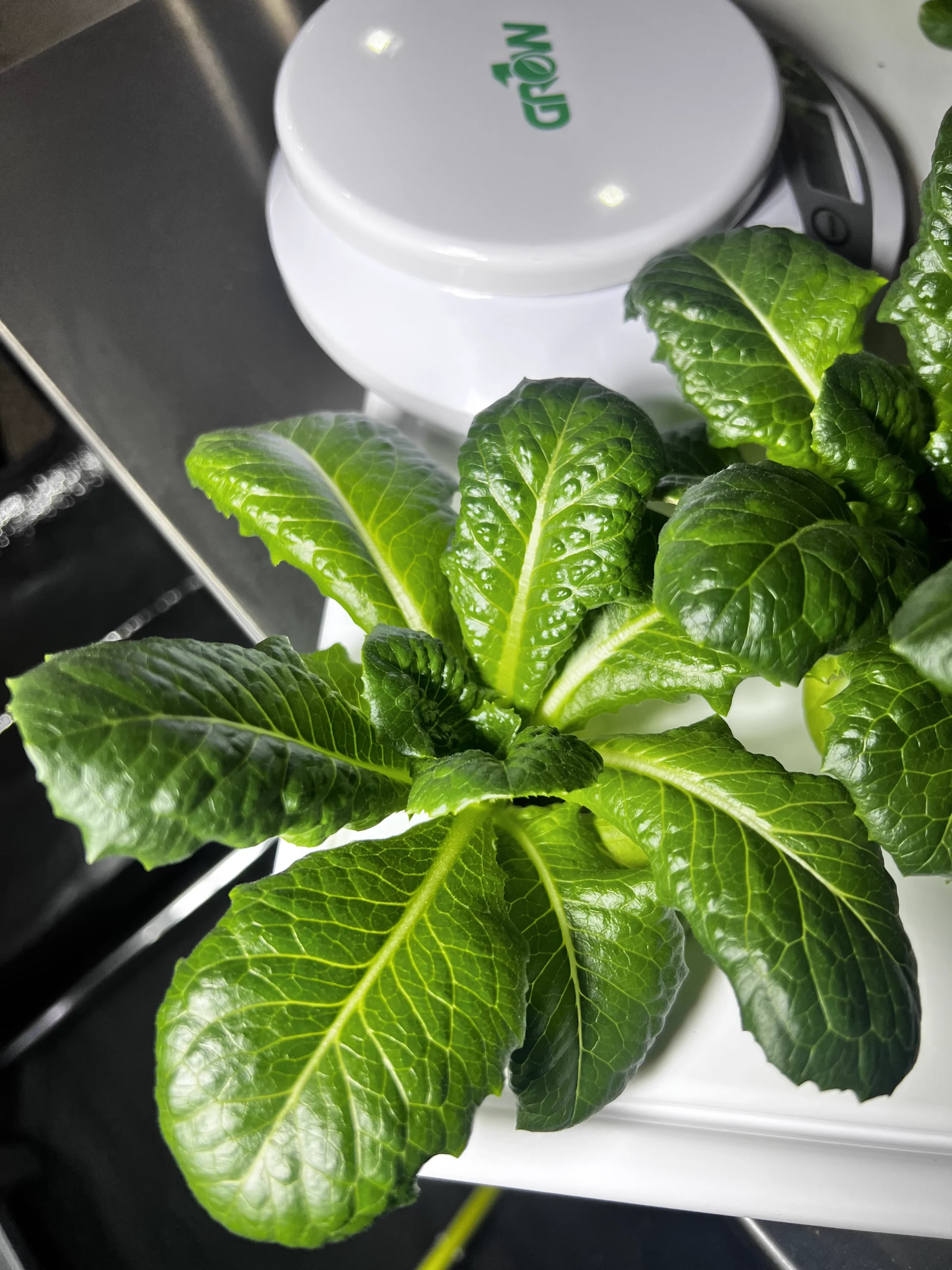 Mikes Microgreens Photo of Microgreens 3