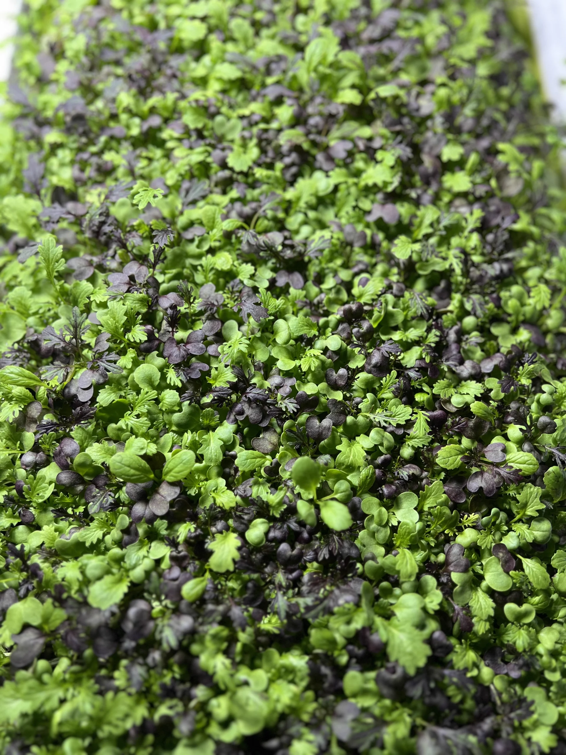 Mikes Microgreens Photo of Microgreens 4